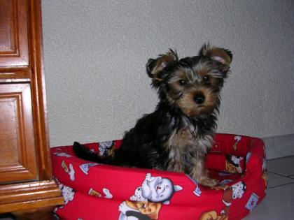 Schöne Yorky Babys