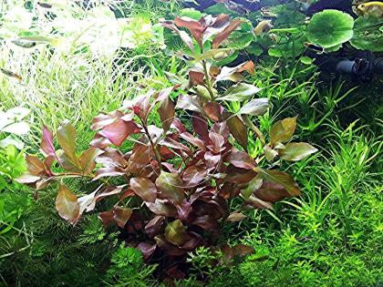 Rotgrüne Ludwigie Bündel Aquarienpflanzen Versand/ Abholung
