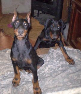 Dobermannwelpen - gleich zur Abnahme sind schwarze Dobermannhündinen fast 4 M.
