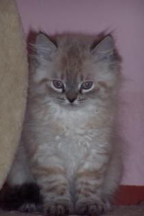 Perser un Perser Colourpoint Kitten