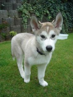 Super-süßer grau weißer Husky-Welpe Rüde sucht liebevolles Zuhause