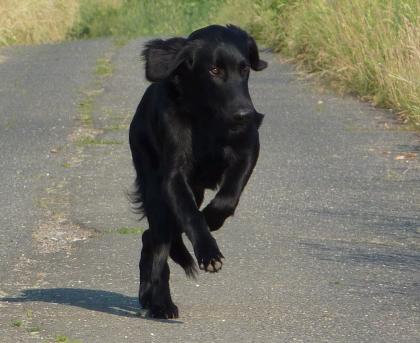 Individueller Service Rund um den Hund mit 3