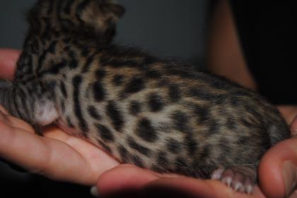 Wunderschöne Bengalkitte Brown spotted rosetted