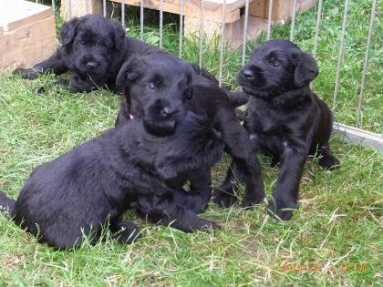 Riesenschnauzer - Freund Begleiter und Beschützer