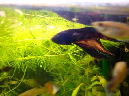 Betta Splender siamesischen Kampffisch günsitg abzugeben