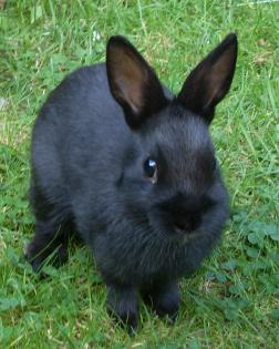 Süßes Zwergkaninchen 9 Wochen alt schwarz