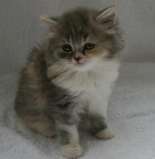 Highlander Kitten.