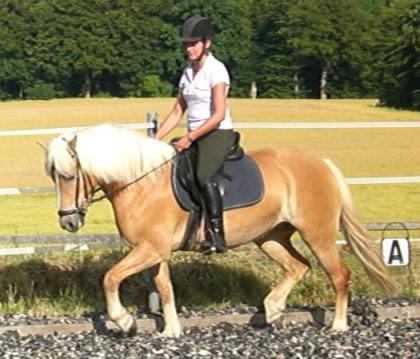Reitbeteiligung für sportl. Hafistute gesucht nähe Itzehoe