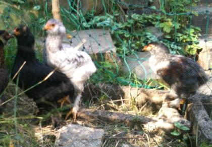 Araucana-Zwerg-Brahma Mischlinge suchen zu Hause