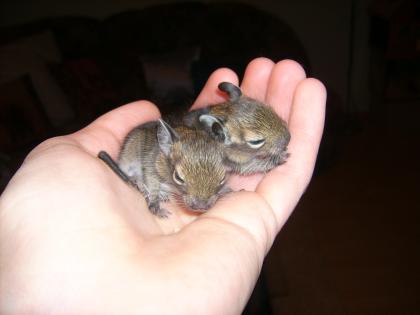 Junge Degus günstig abzugeben
