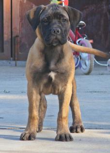 Bullmastiff-female mit Züchtergarantie zu verkaufen