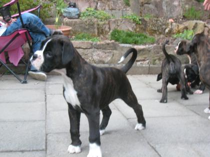 Dunkelgestromte Boxerhündin mit Weiß WT 29. 05. 10