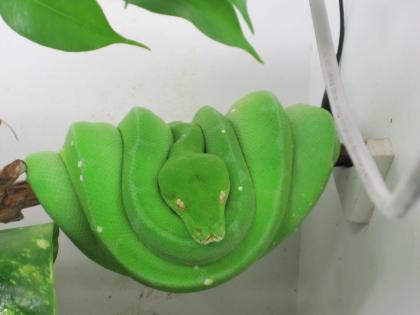 Pärchen Morelia Viridis Sorong mit Terrarium Gr. Baumpython