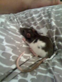 Babyratte weiblich abzugeben