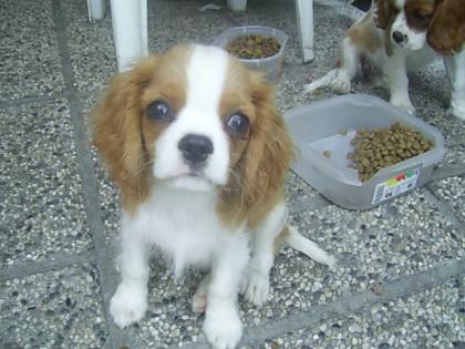 Chihuahua WEIBCHEN