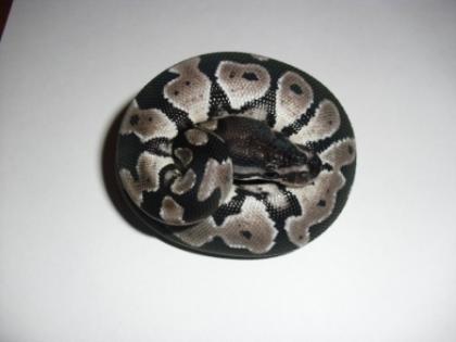 Königspython / Python Regius