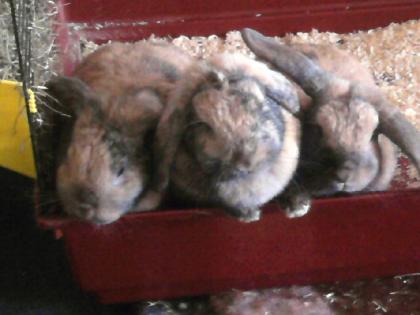 3 Schwestern.