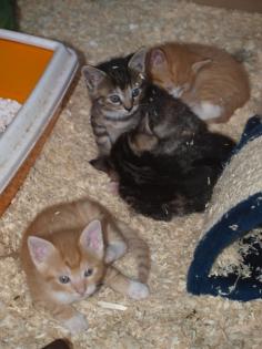 Kleine Katzenkinder suchen neues Zuhause