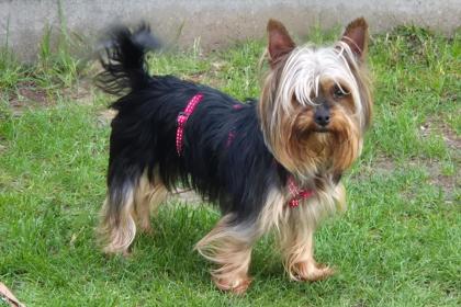 NOLLY - Yorkshire - 6 Jahre - Tierhilfe-Franken e. V.