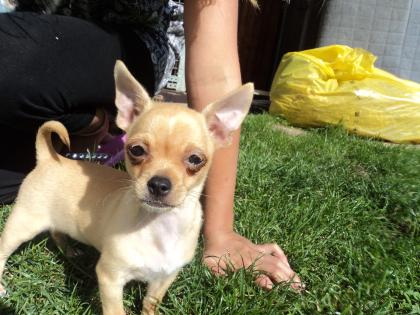Süßer Chihuahuawelpe