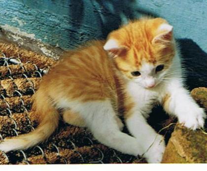 Fideler Kater Rosso sucht neues Revier