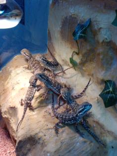 Zwergbartagamen Pogona Henrylawsoni zu verkaufen