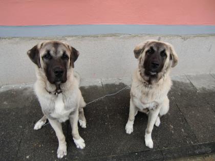 Zwei schöne einrassige Sivas Kangalhunde abzugeben