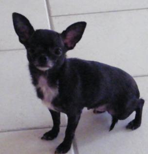 Chihuahua Kurzhaar weiblich