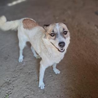 Eri - eine sensible Hundedame