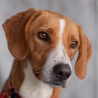 BO - Mix - 2 Jahre - Tierhilfe-Franken e. V.