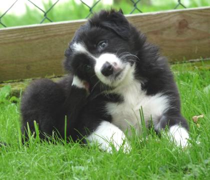 Border Collie Welpen VDH FCI