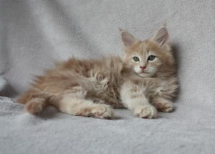 Verschmuste typvolle Maine Coon Kitten