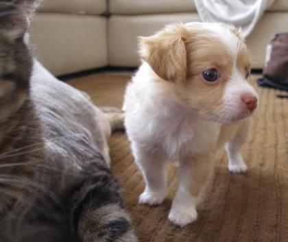 Chihuahua-Welpen mit VDH / FCI - Papiere n