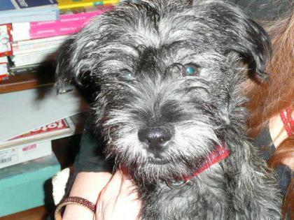 Hund in München Haidhausen am 4. 9. 10 entlaufen