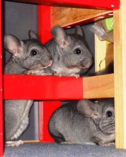 Süße Chinchillababys zu verkaufen