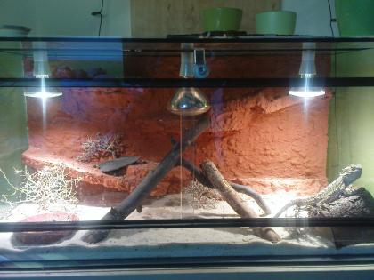 Bartagamenbock mit Terrarium Deko Faunarium