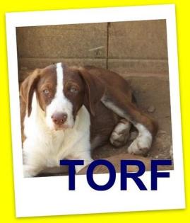 Torf ein Traum von einem Welpen