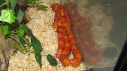 2 2 Kornnattern Pantherophis guttatus