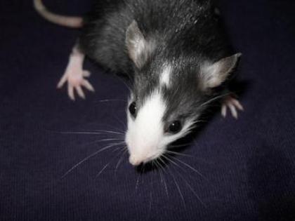 Verantwortungsvolle Ratten Hobbyzucht
