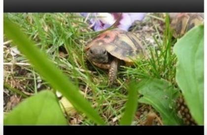 Griechische Landschildkröten Nz von 2022