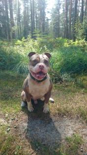 Old englisch Bulldog Rüde