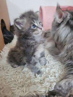 Maine Coon Kitten reinrassig