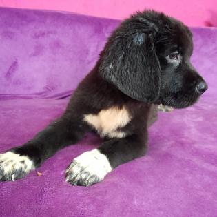 Bernhardiner Mix Hunde