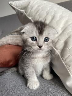 BKH mix Kitten 2 Monaten alt