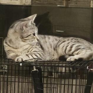 Fundkatze SILVER sucht ein Zuhause