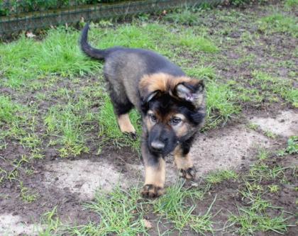 Obiwan Rüde Welpe Altdeutscher Schäferhund DDR Linien