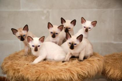 Siamkitten von unserer THAIMAHAL ENGEL in den Farben seal point und chocolate point