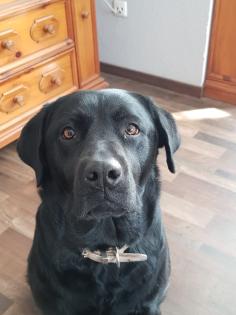 Labradorwelpen suchen ein Zuhause