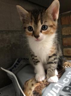 Katzenbabys Kitten Glückskatzen