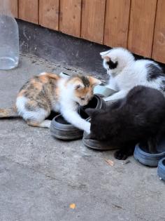 Süsse Katzenkitten Suchen neuen Dosenöffner